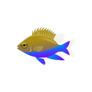 Satin Sheen Gold Damselfish